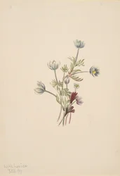 Anémone Anemone drummondii, 1907