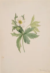 Anémone canadensis, 1907