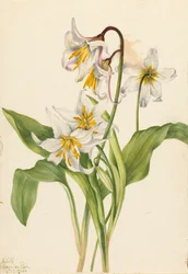 Lys avalanche Erythronium montanum, 1925