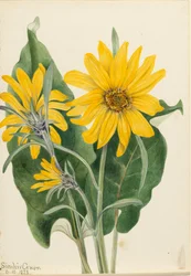 Balsamorhiza sagittata, 1923