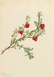 Busserole Arctostaphylos uva-ursi, 1916