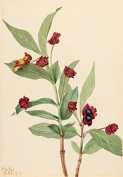 Chèvrefeuille à baies rouges