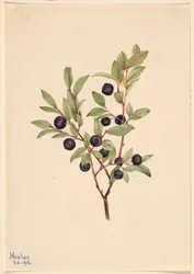 Myrtille à gros fruits (Vaccinium membranaceum)