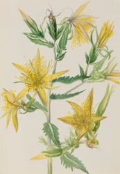 Mentzelia laevicaulis, vers 1930