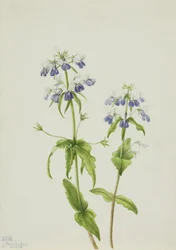 Marie aux yeux bleus (Collinsia verna)