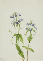 Collinsia verna aux yeux bleus, 1927