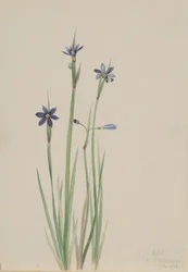 Sisyrinchium angustifolium (Sisyrinchium angustifolium)