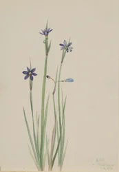 Herbe aux yeux bleus Sisyrinchium angustifolium, 1920