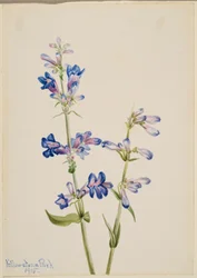 Blue Beard-Tongue (Pentstemon)