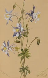Ancolie bleue (Aquilegia caerulea)