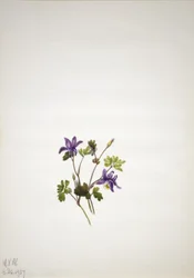 Ancolie bleue (Aquilegia saximontana)