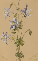 Ancolie bleue Aquilegia caerulea