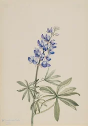 Lupin bleu Lupinus argenteus, 1915