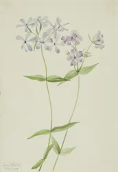 Phlox bleu (Phlox divaricata)