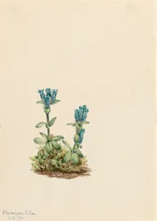 Gentiane glauque
