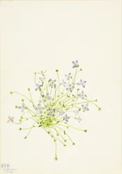 Bluets (Houstonia serpyllifolia)