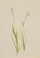 Narthécie des marais, Tofieldia intermedia, 1920.