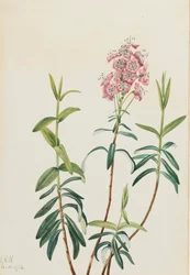 Kalmia des marais