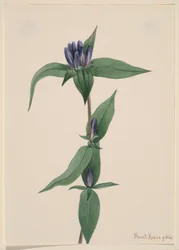 Gentiane bouteille Gentiana saponaria, 1905