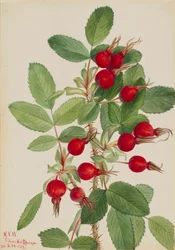 Rose de Bourgeau Rosa bourgeauiana, 1923