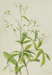 Porteranthus trifoliatus (Bowmansroot)
