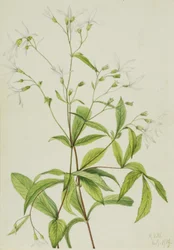 Porteranthus trifoliatus, 1919