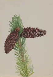 Pin à cônes (Pinus aristata)