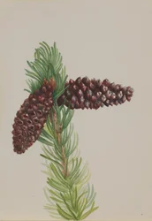 Pin aristé Pinus aristata, vers les années 1930