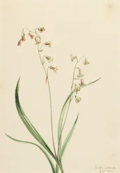 Bronzebells Stenanthium occidentale