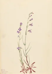 Lobélie des ruisseaux (Lobelia kalmii)