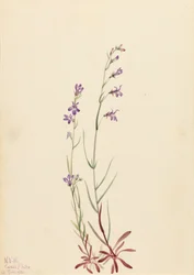 Lobélie de Kalm, 1923