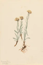 Pied-de-chat fauve Antennaria luzuloides, 1917