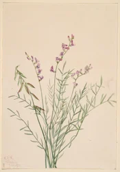 Astragale de Burgess (Astragalus bourgovii)