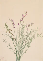 Astragale de Burgess Astragalus bourgovii, 1922