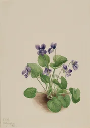 Violette papillon Viola papilionacea, 1923