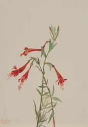 Fuschia de Californie (Zauschneria californica)