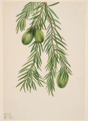 Muscade de Californie (Tumion californicum)