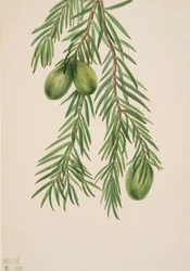 Noisetier de Californie Tumion californicum