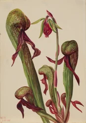 Sarracénie de Californie, 1924