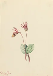 Calypso Cytherea bulbosa, 1916