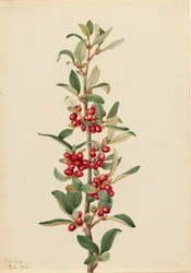 Canada Buffaloberry Lepargyrea canadensis, 1916