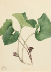 Gingembre sauvage du Canada Asarum canadense, 1920