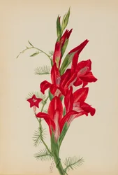 Cannas et vigne cyprès (Canna species et Ipomoea quamoclit)