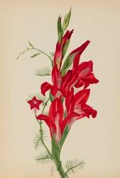 Cannas et vigne de cyprès Canna species et Ipomoea quamoclit, 1877