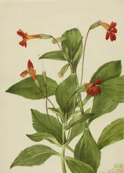 Fleur de singe cardinal (Mimulus cardinalis)