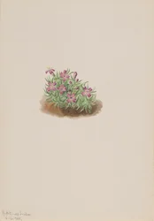 Silène acaule, 1905