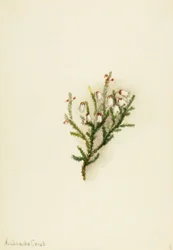 Cassiope Cassiope mertensiana