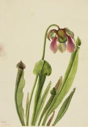 Sarracénie de Catesby (Sarracenia catesaei)