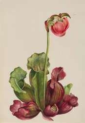 Sarracénie pourpre (Sarracenia purpurea venosa)