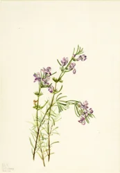Conradina verticillata